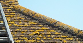 Hastings roof before cleaning and moss removal